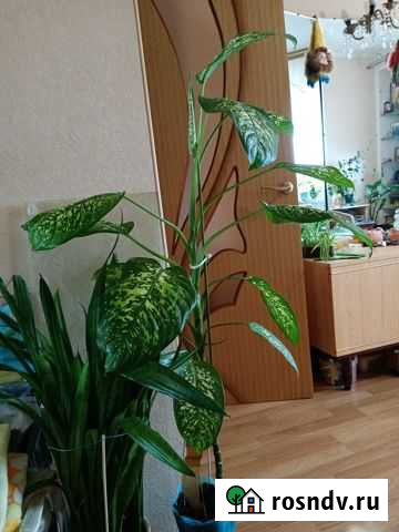 Фиалки Мурманск - изображение 1