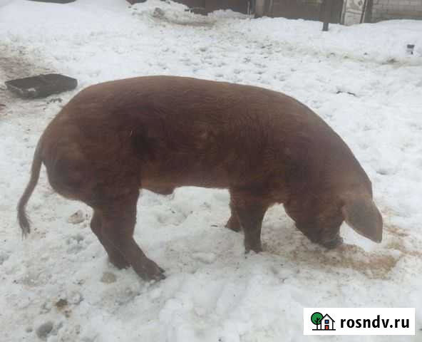 Хряк дюрюк Морозовск - изображение 1