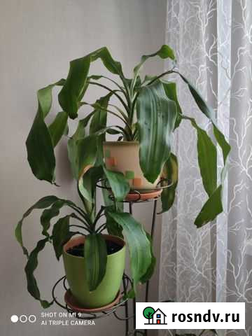 Драцена 20 см Барнаул - изображение 1