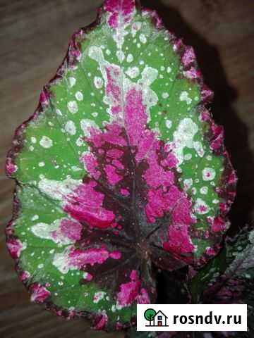 Бегония рекс Alaska Creek Ижевск - изображение 1