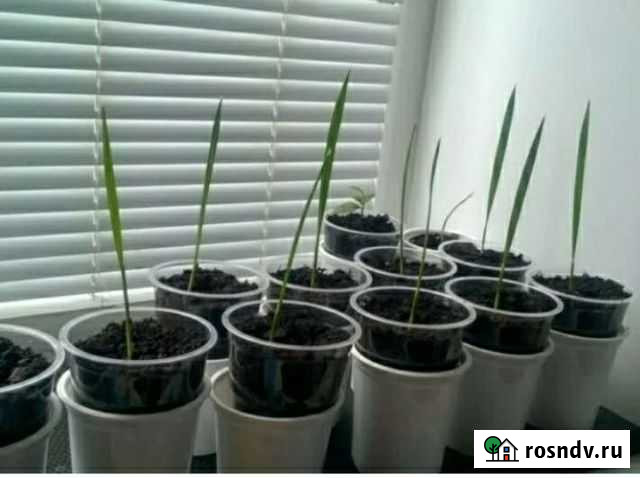 Финиковая пальма Ипатово - изображение 1