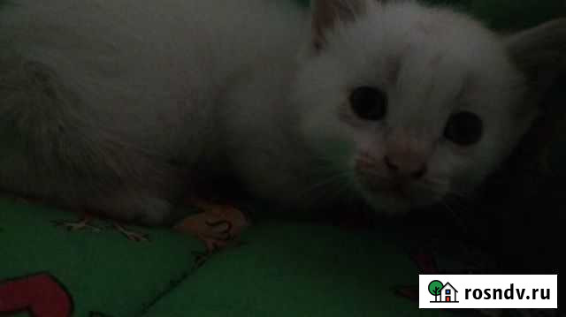 Кошка Лениногорск - изображение 1