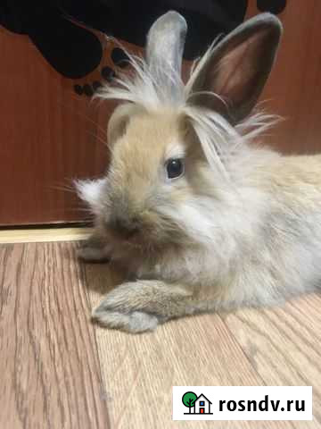 Кролик Курск - изображение 1