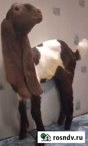 Козлик и козочка Камори Москва - изображение 1