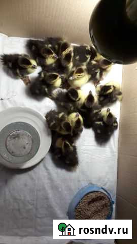 Продаю индоуток Камышин - изображение 1