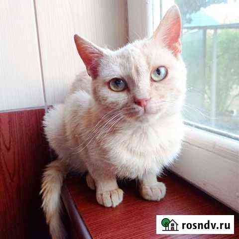 Котенок Усть-Лабинск