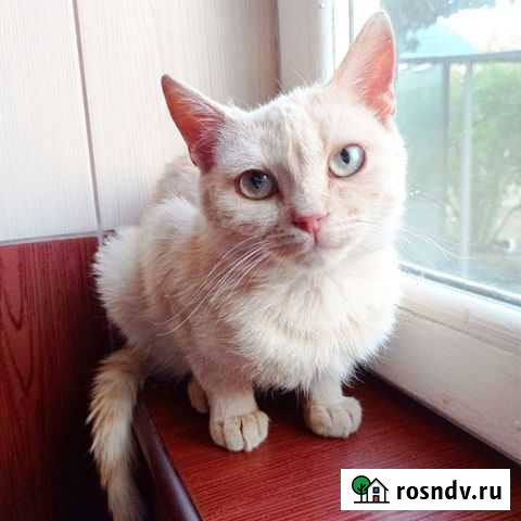 Котенок Усть-Лабинск - изображение 1