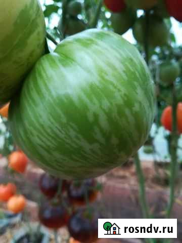 Семена экзотических томатов Великий Новгород - изображение 1