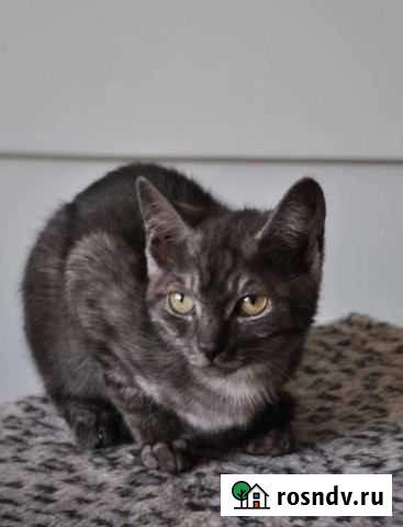 Кошка в дар Полысаево - изображение 1