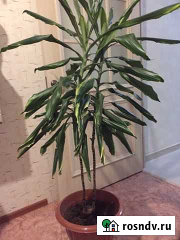 Юкка Пермь - изображение 1