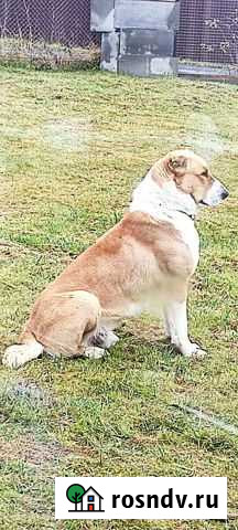 Вязка сао Икша - изображение 1