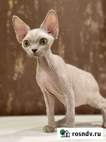 Кошка кот котята Омск - изображение 1