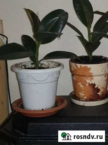 Фикус Казань - изображение 1