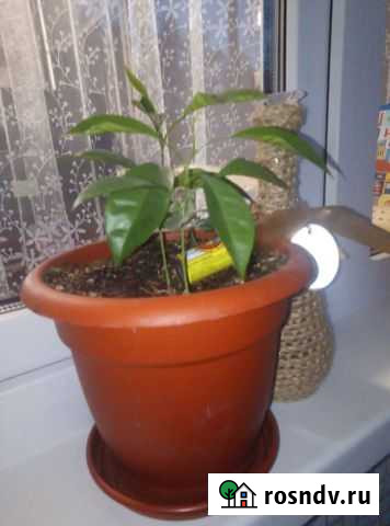 Апельсин или мандарин Ульяновск - изображение 1