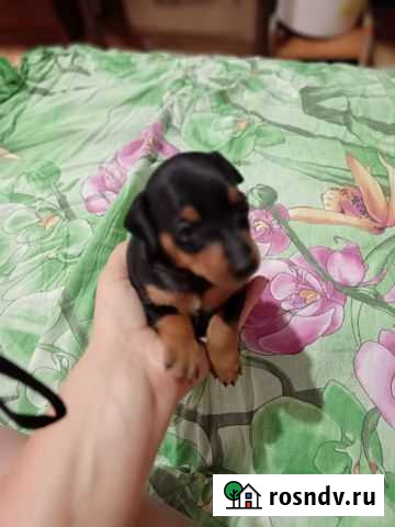 Щенки Белгород - изображение 1