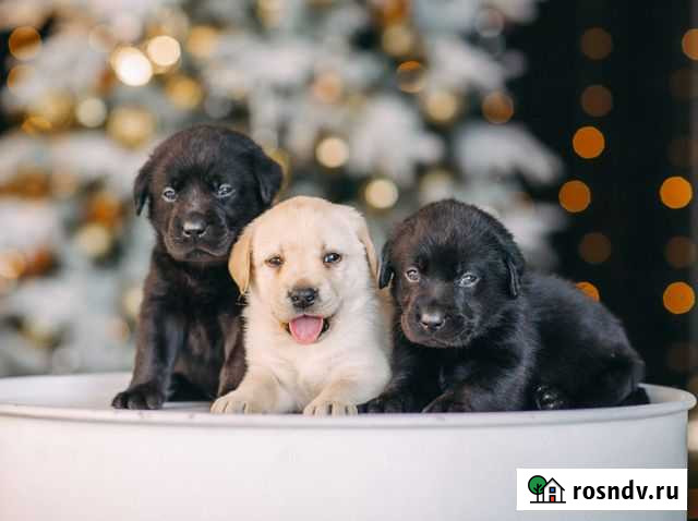 Черные и палевые щенки лабрадора Хабаровск - изображение 1