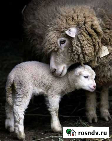 Овцы бараны ягнята Кандры - изображение 1