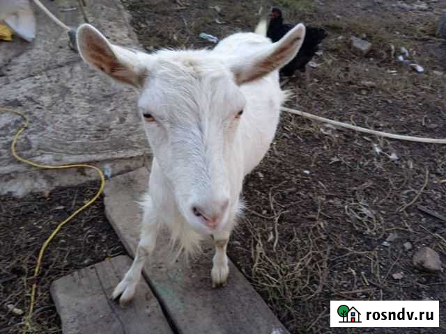Коза Зинка Архангельское - изображение 1