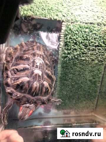 Красноухая черепаха Нижний Новгород - изображение 1