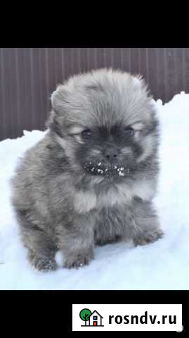 Шпиц РКФ Пермь - изображение 1