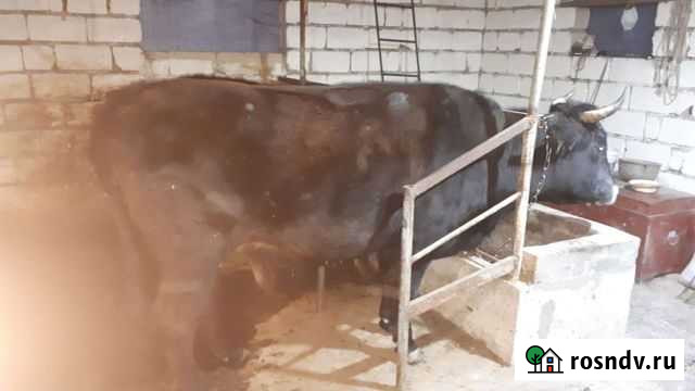 Корова стельная Кашхатау - изображение 1