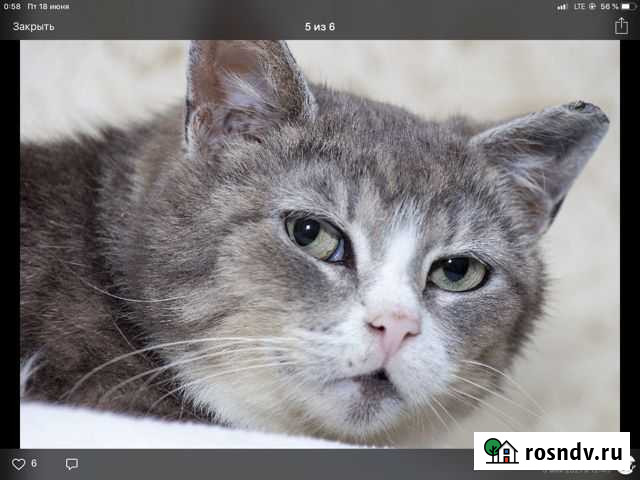 Отдам кисулю Снежану Дубровка - изображение 1