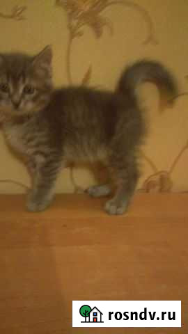 Котенок -Британская Волгоград - изображение 1