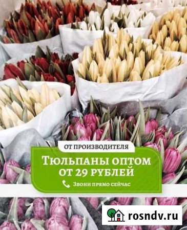 Тюльпаны оптом Челябинск - изображение 1