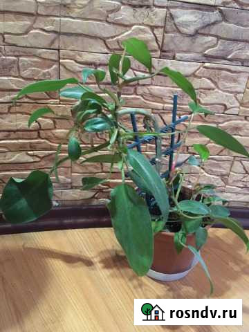 Комнатные растения Екатеринбург - изображение 1