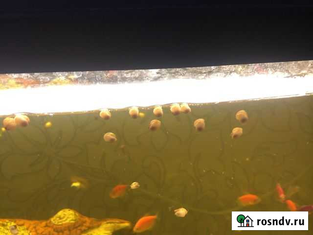 Улитки ампулярии Ижевск - изображение 1