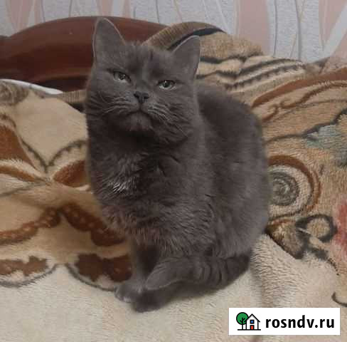 Шотландская Вольск - изображение 1