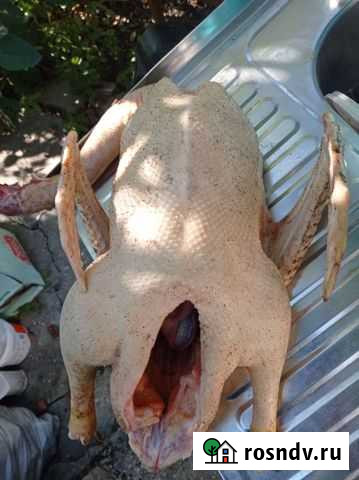 Мясо гуся утки Севастополь - изображение 1