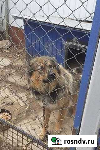 Собака в добрые руки Рыбинск - изображение 1