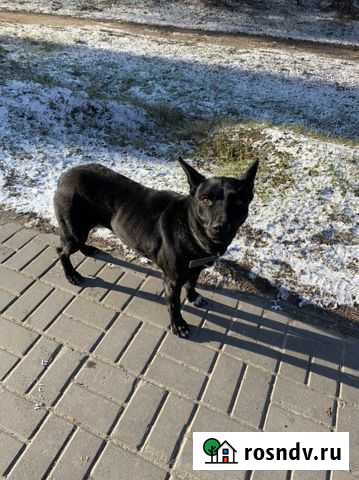 Собака потерялась тнт « Тихий Дон 2» Воронеж - изображение 1