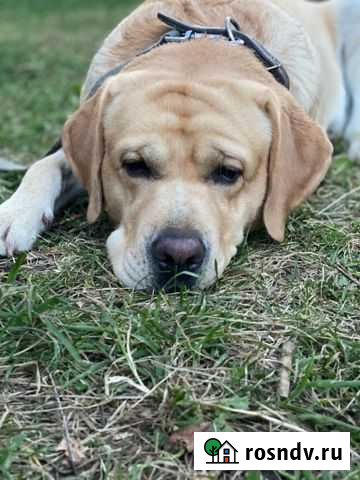 Лабрадор ретривер Пенза - изображение 1