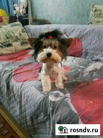 Вязка бивер йорка Новокузнецк - изображение 1