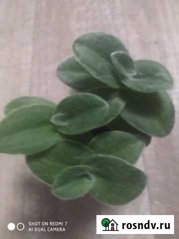 Традесканция Силламонтана Воронеж - изображение 1