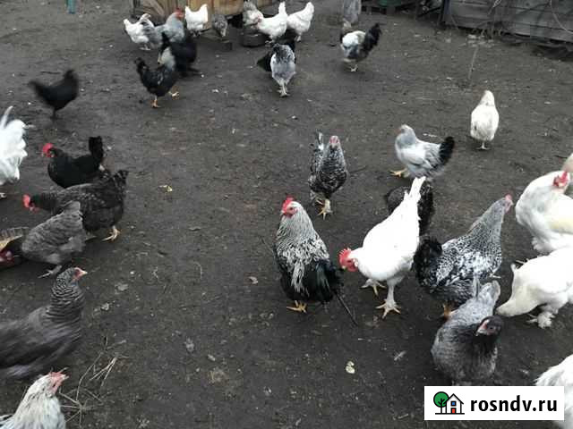 Куры Брянск - изображение 1