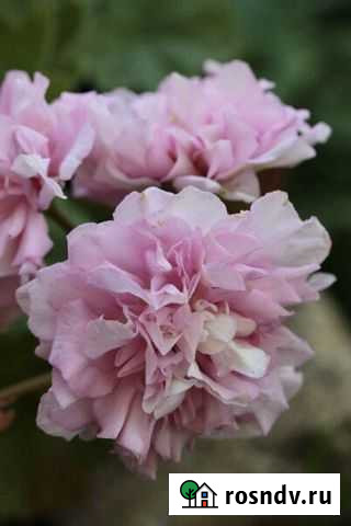 Пеларгонии зонартики Калуга - изображение 1