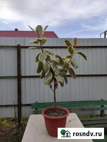 Фикус Нижний Тагил - изображение 1