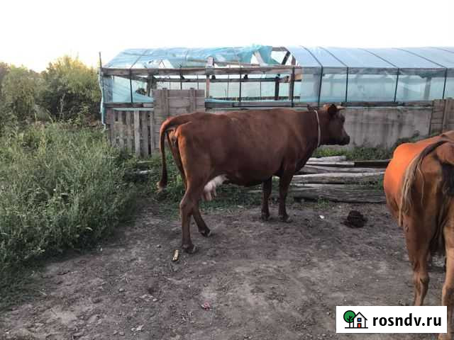 Коровы молочные Павлодольская - изображение 1