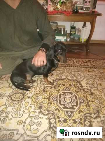 Отдам бесплатно таксу Липецк - изображение 1