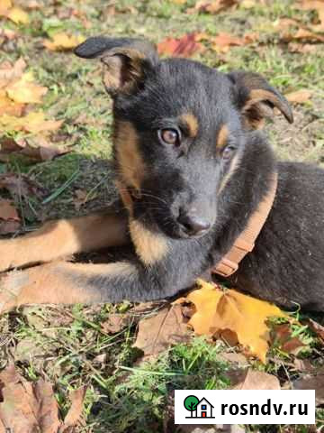 Щенок в добрые руки Ногинск - изображение 1
