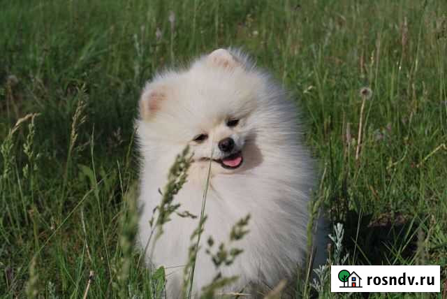 Не продажа Лебяжье - изображение 1