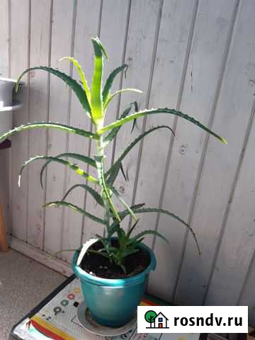 Алоэ столетник Обнинск - изображение 1