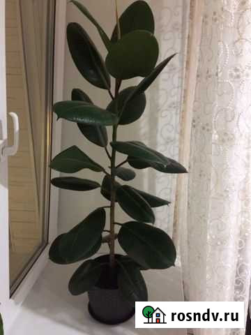 Фикус Киров - изображение 1