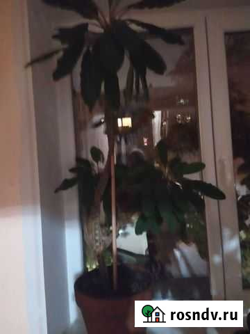 Молочай Калининград - изображение 1