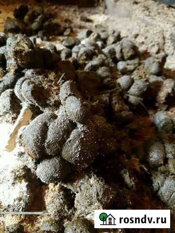 Навоз конский Киров - изображение 1