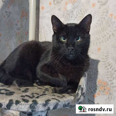 Кот Ночик Ростов-на-Дону - изображение 1