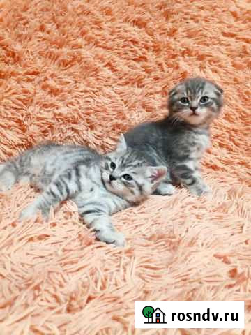 Шотландские ребята Липецк - изображение 1